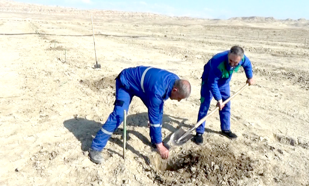 Bu il Naxçıvanda 190 hektar sahədə meyvə bağları, yaşıllıqlar salınacaq