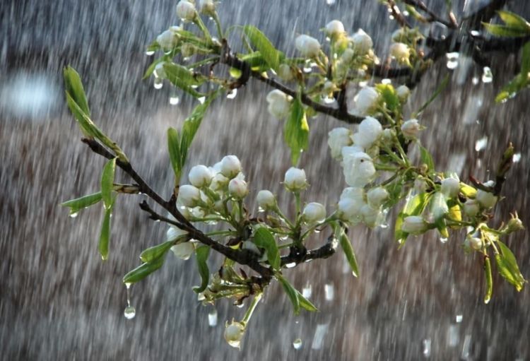 Naxçıvanda sabaha olan hava proqnozu