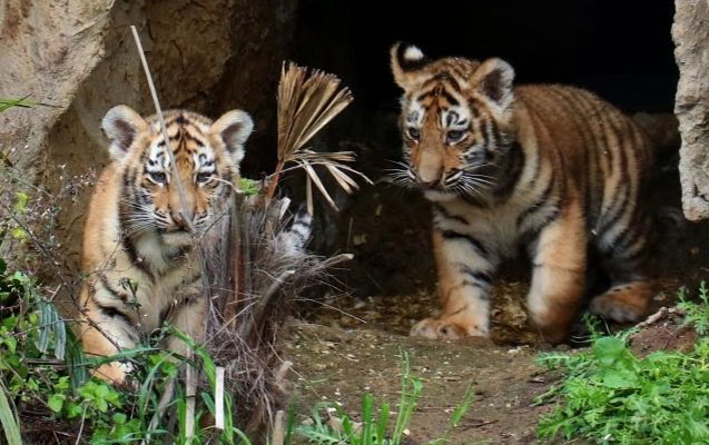 Bakı Zooparkında pələng balaları doğuldu