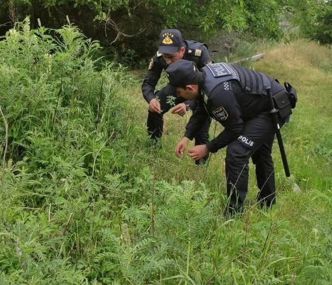 Naxçıvanda yabanı halda bitən çətənə bitkisi kolu məhv edilib