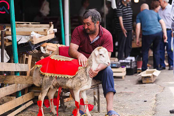 Qurbanlığa seçilənlər… – Fotolar