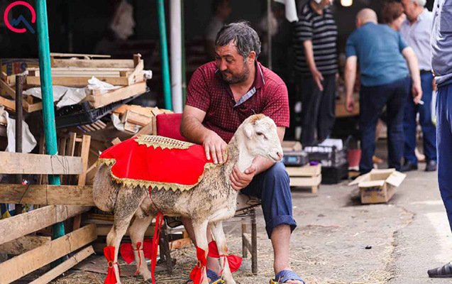 Qurbanlığa seçilənlər… – Fotolar