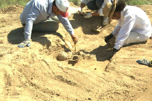 Tumbultəpə yaşayış yerində arxeoloji qazıntı aparılır