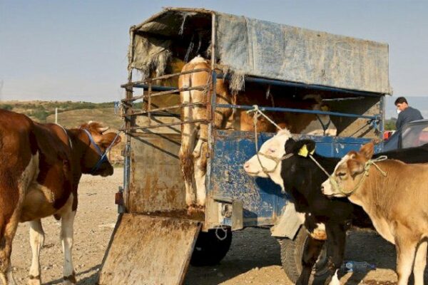 Bahalaşmanın yeni dalğası gəlir: Qışda ət 20 manat olacaq