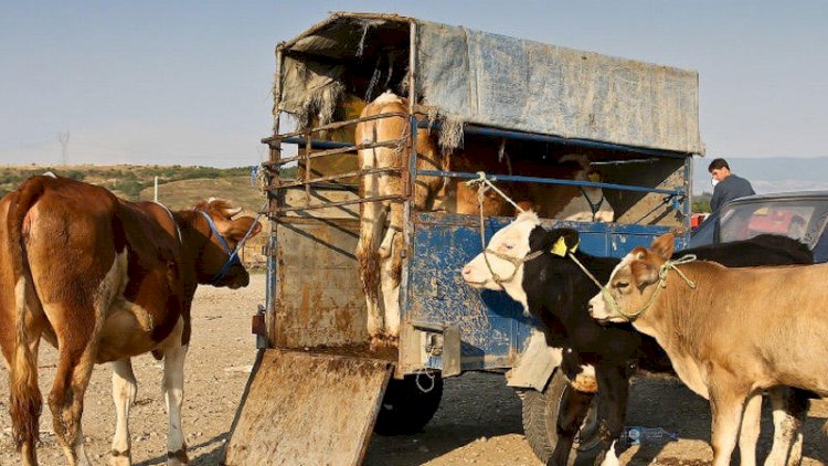 Bahalaşmanın yeni dalğası gəlir: Qışda ət 20 manat olacaq