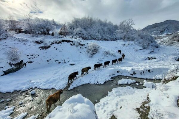 İsmayıllıda qar gözəl mənzərə yaratdı – Foto