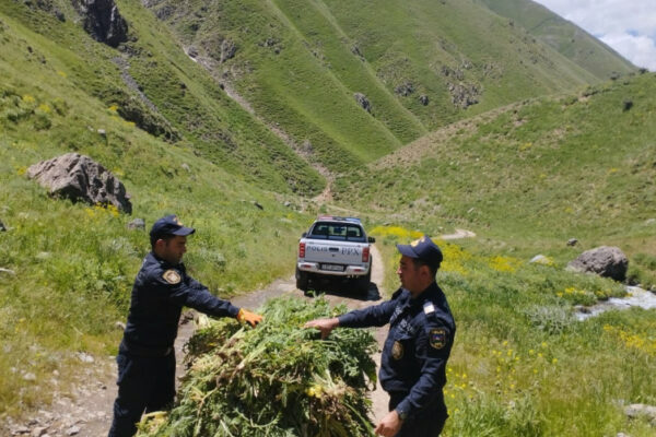 Naxçıvanda 14 tona yaxın yabanı çətənə bitkisi məhv edilib