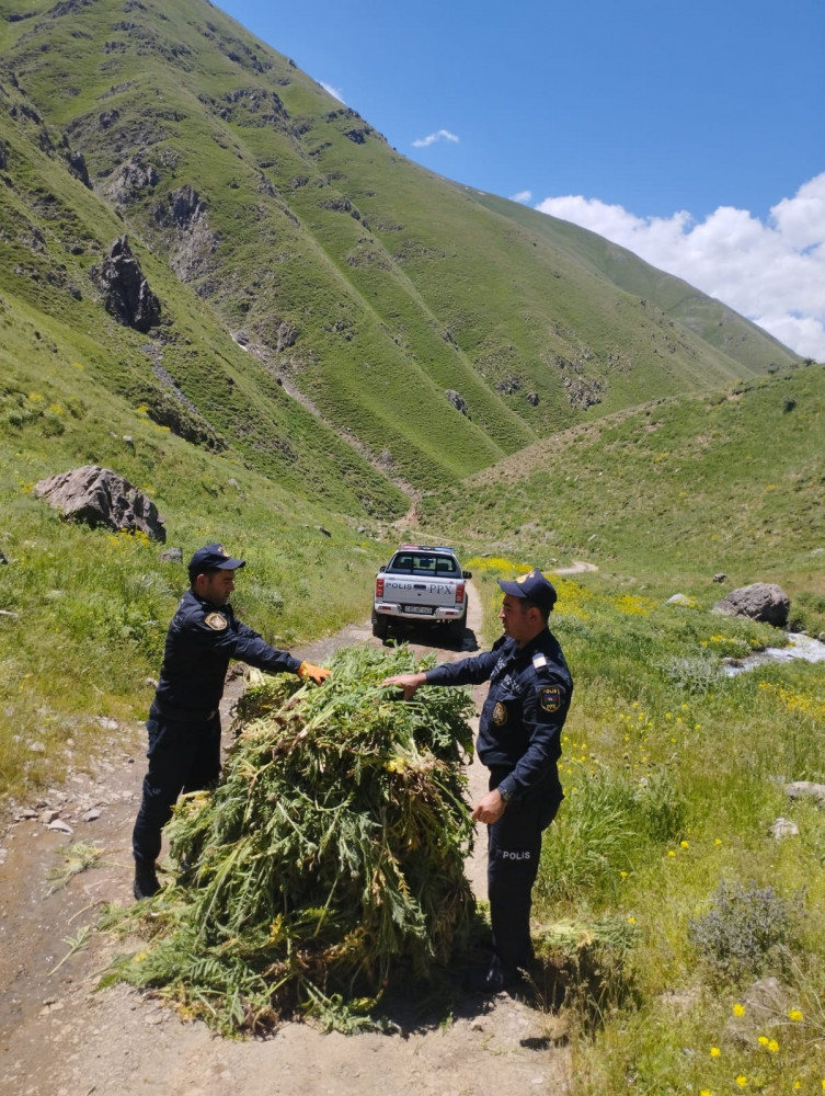 Naxçıvanda 14 tona yaxın yabanı çətənə bitkisi məhv edilib