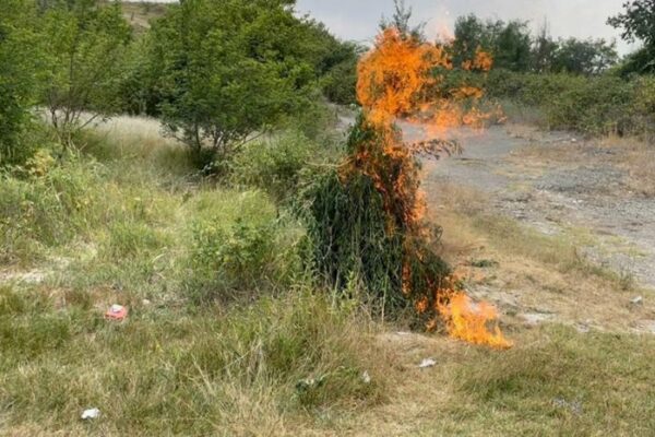 Naxçıvanda 40 tona yaxın yabanı halda bitmiş çətənə bitkisi məhv edilib