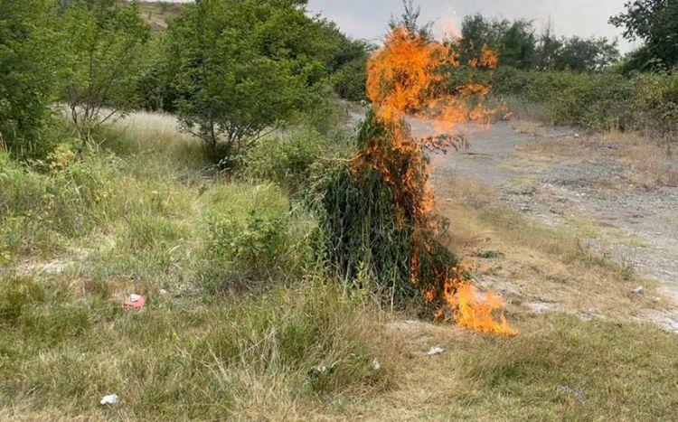 Naxçıvanda 40 tona yaxın yabanı halda bitmiş çətənə bitkisi məhv edilib