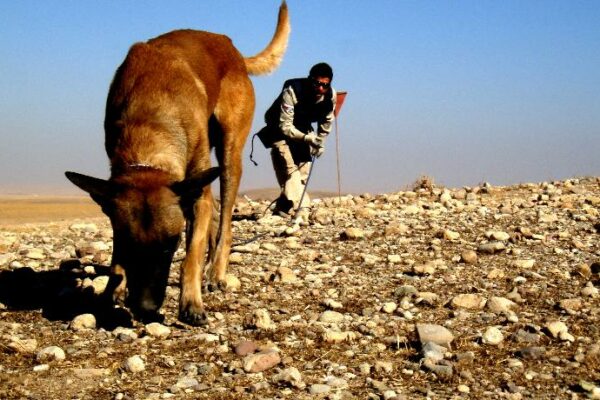 ANAMA Xorvatiyadan 344 min manatlıq it alır