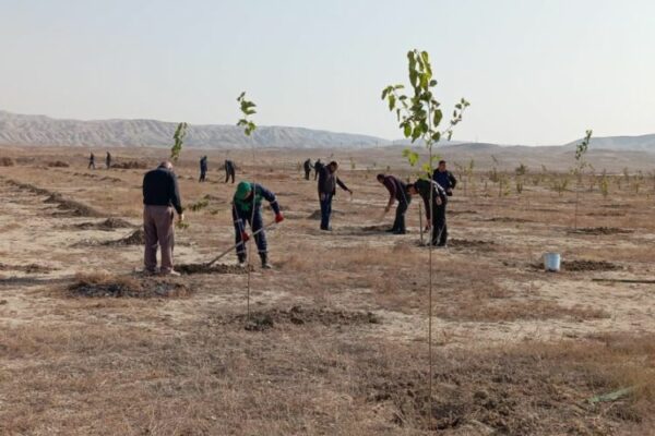 Naxçıvanda noyabr ayının ilk 15 günü ərzində on bir mindən çox ağac əkilib