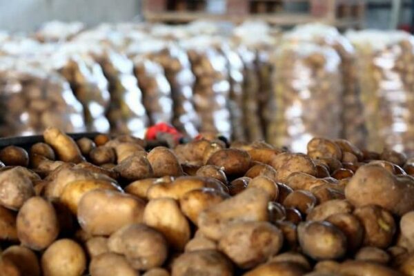Azərbaycanda kartof “böhranı” – Səbəb nədir?