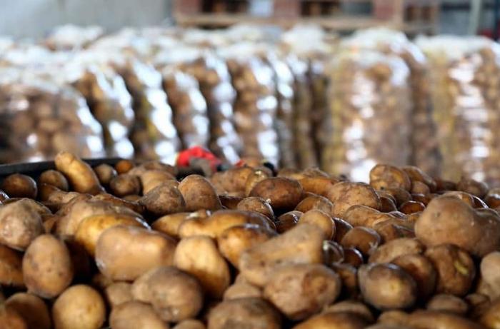 Azərbaycanda kartof “böhranı” – Səbəb nədir?