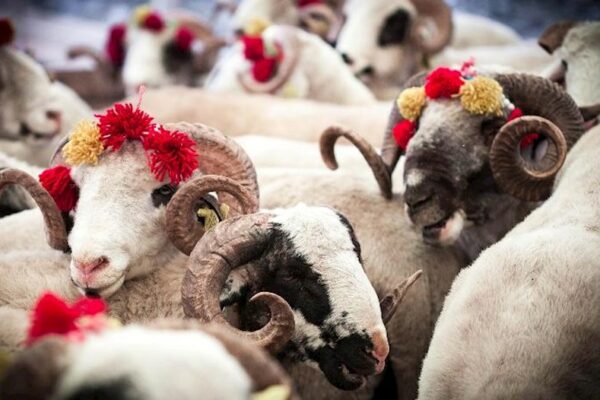 Qurban Allaha yaxınlaşmaqdır…