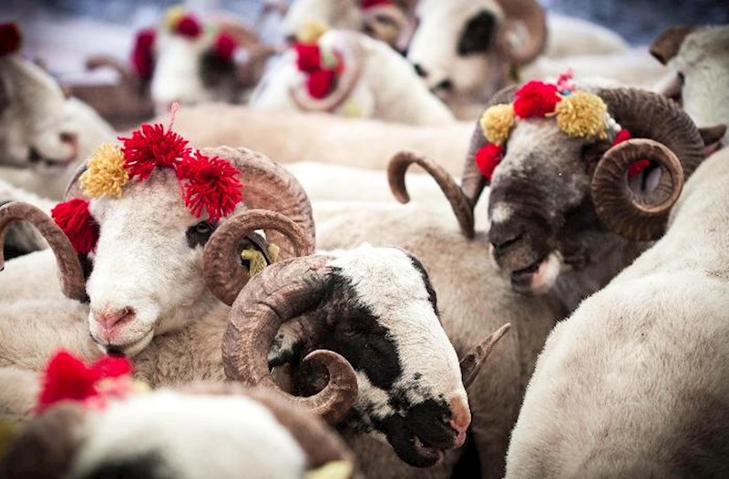 Qurban Allaha yaxınlaşmaqdır…