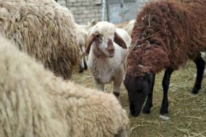 Qurbanlıq bazarında vəziyyət “qızışdı”: Qiymətlər qalxdı…