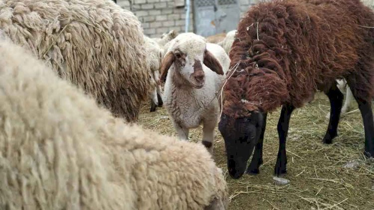 Qurbanlıq bazarında vəziyyət “qızışdı”: Qiymətlər qalxdı…